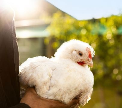 Sustainability Animal Welfare Thumbnail